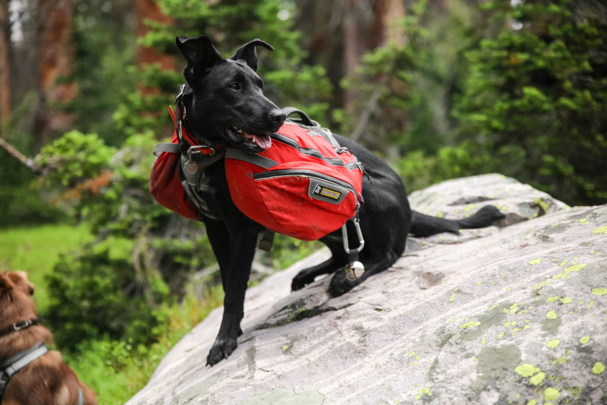 How Do K9 Search and Rescue Dogs Help Find Missing Children?